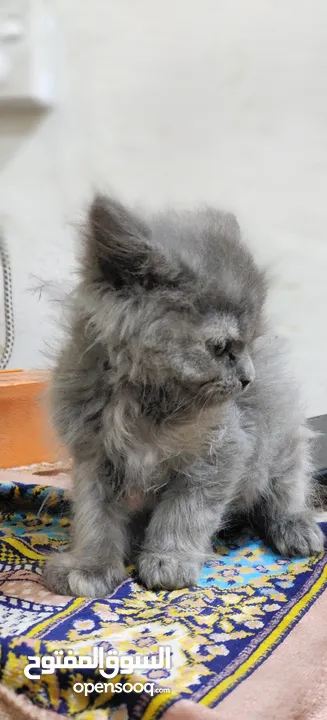 Cat for sale urgent sale on farwaniya