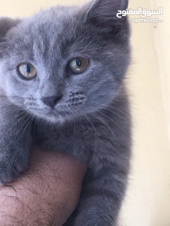Scottish fold and Scottish streat