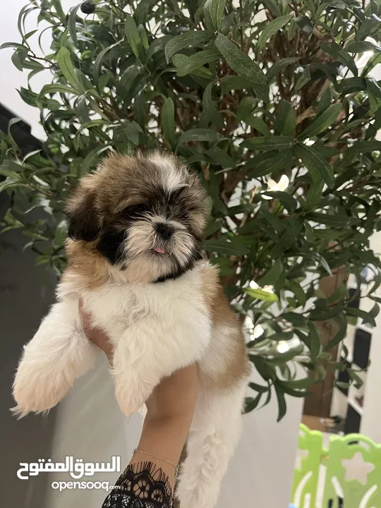 شيتزو كلاب للبيع  Shih tzu dog for sale