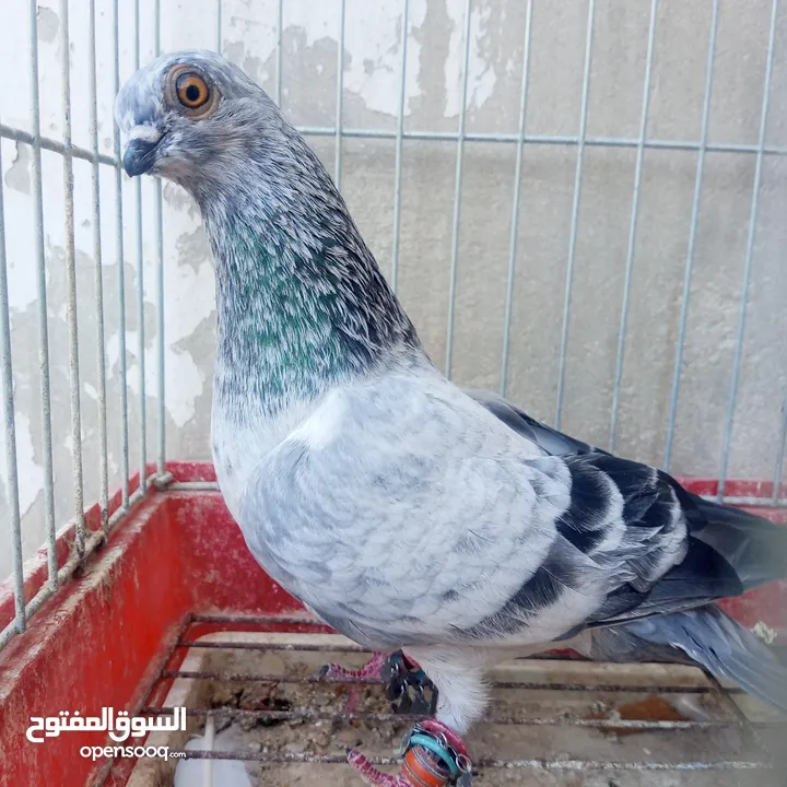 حمام للبيع