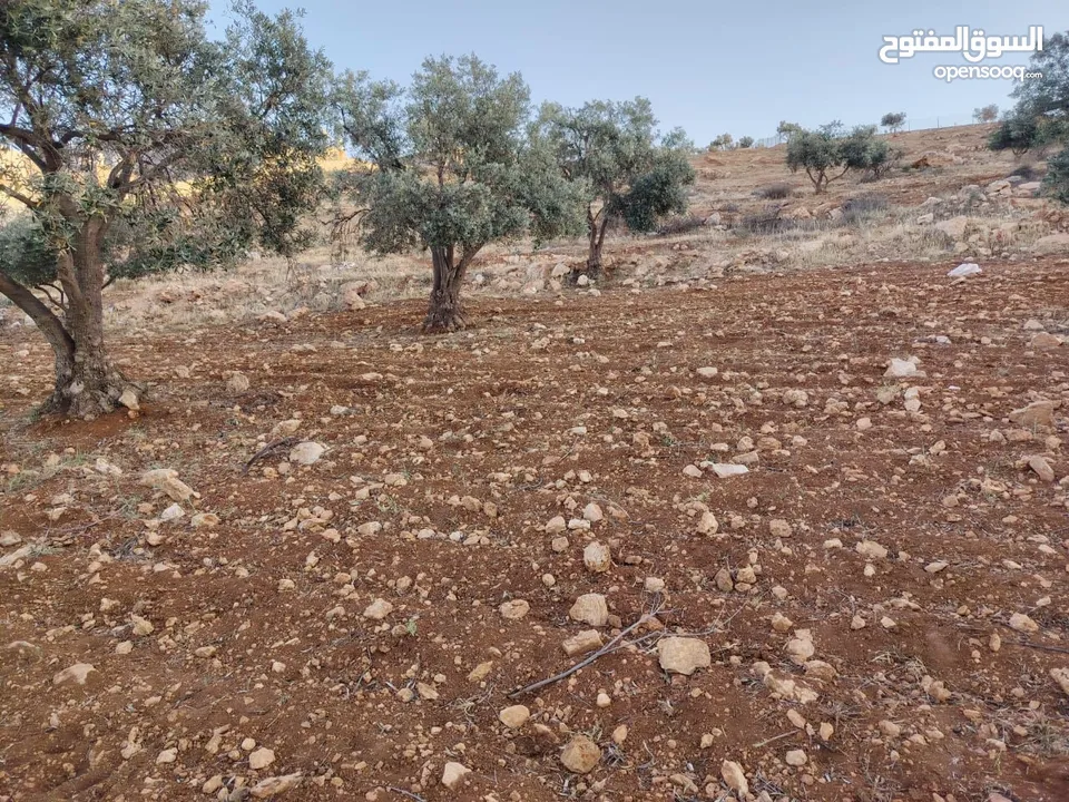 مزرعة لقطة مميزة مشجرة جرش دحل مساحة 3دونمات ونصف