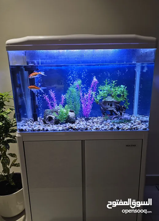 للبيع حوض أسماك زينة استخدم بسيط و بحالة ممتازة مع جميع الملحقات و المستلزمات