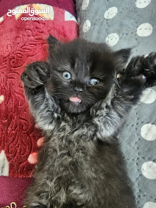 Adorable British Shorthair Kittens Looking for Their Forever Homes – Ready to Join Your Family