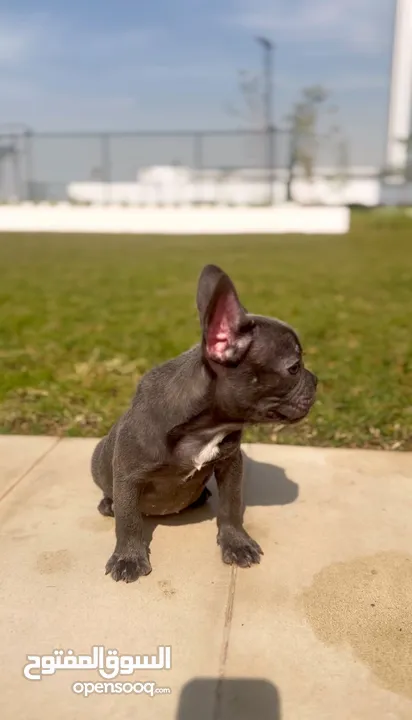 Female French bulldog with colored eyes  انثي فرنش بولدوج عمرها 5 شهور بعيون ملونه .. متدربه ومتطعمه