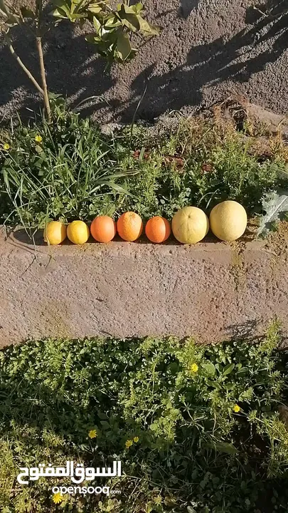 مزرعة للبيع