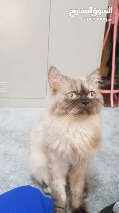 قطة هيمالايا  Himalayan Cat