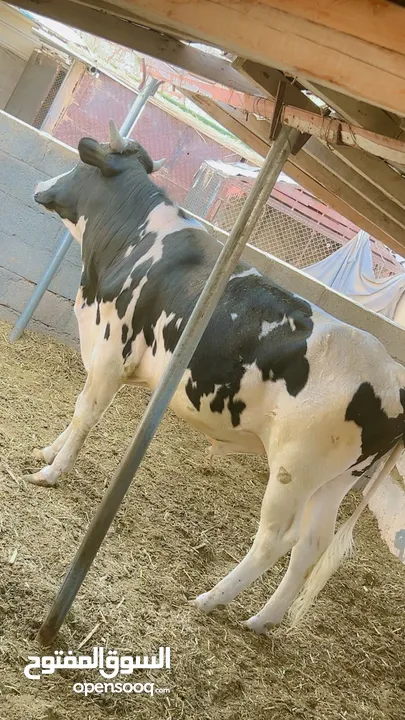 ثور ظفاري للبيع