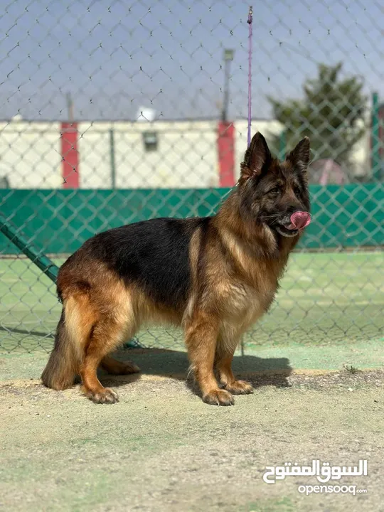 German shepherd