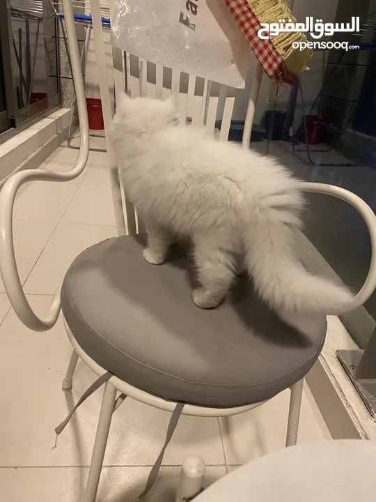 Persian cat well trained