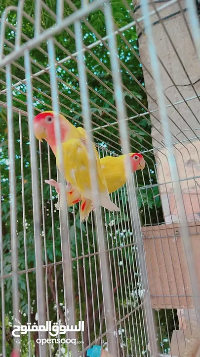 طيور حب و روز و فيشر