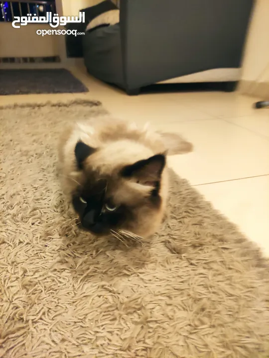 Male  Himalayan Cat 1year old