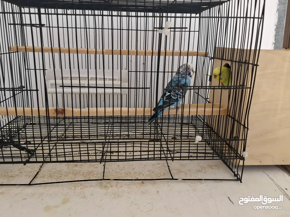 عصافير بادجي للبيع  بادجي 2 حبات او بيضة 2 حبات او قفص