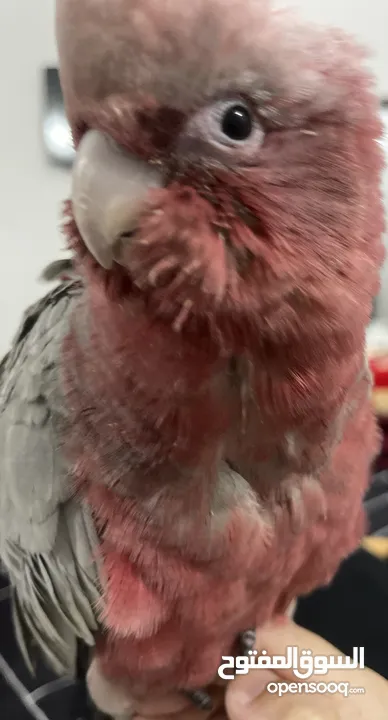 Tamed galah cockatoo