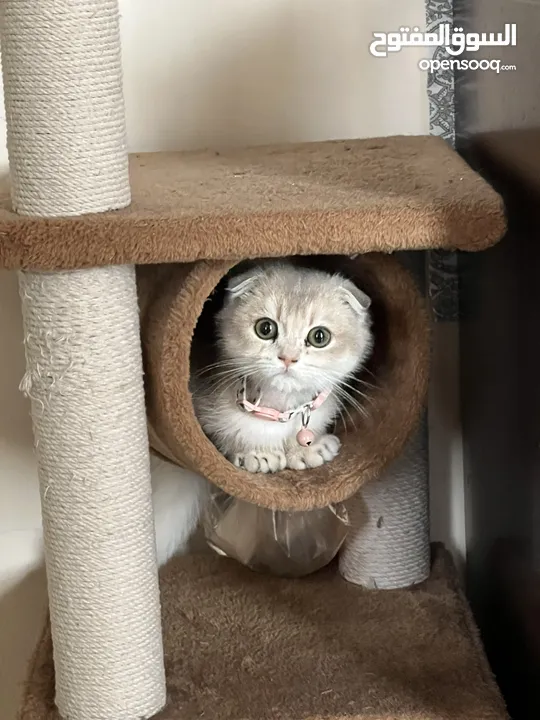 SCOTTISH FOLD MALE KITTEN