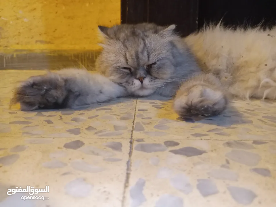 قطه هملايا انثى