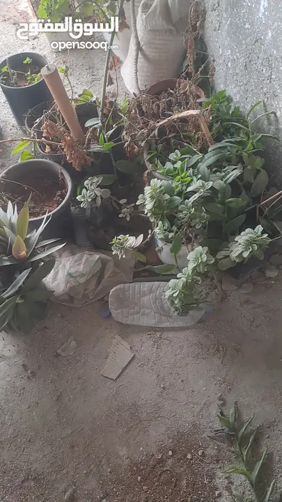 محلات تجارية باب او بابين + شقة للبيع 120 متر