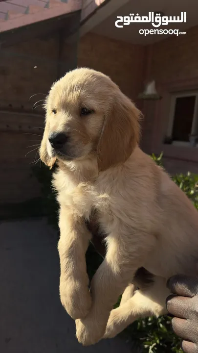 للبيع جراوى جولدن ريتريڤر بيور - for Sale puppies Golden retriever