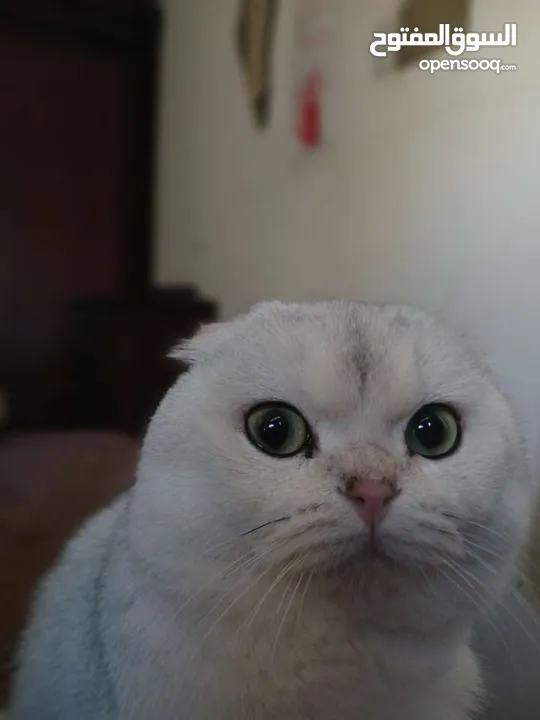 قط سكوتش فولد للتزاوج