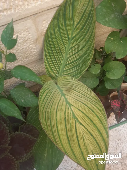 زريعه زينه للبيع