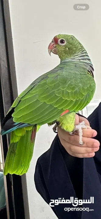 Amazon vinnacia parrot