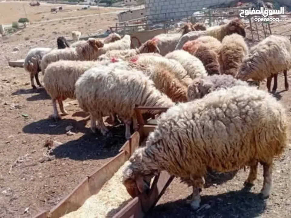 نبدأ بصلاة عل رسول الله - عرووووض  -عرووووض عروووض-  بمناسبة عيد الاضحى المبارك