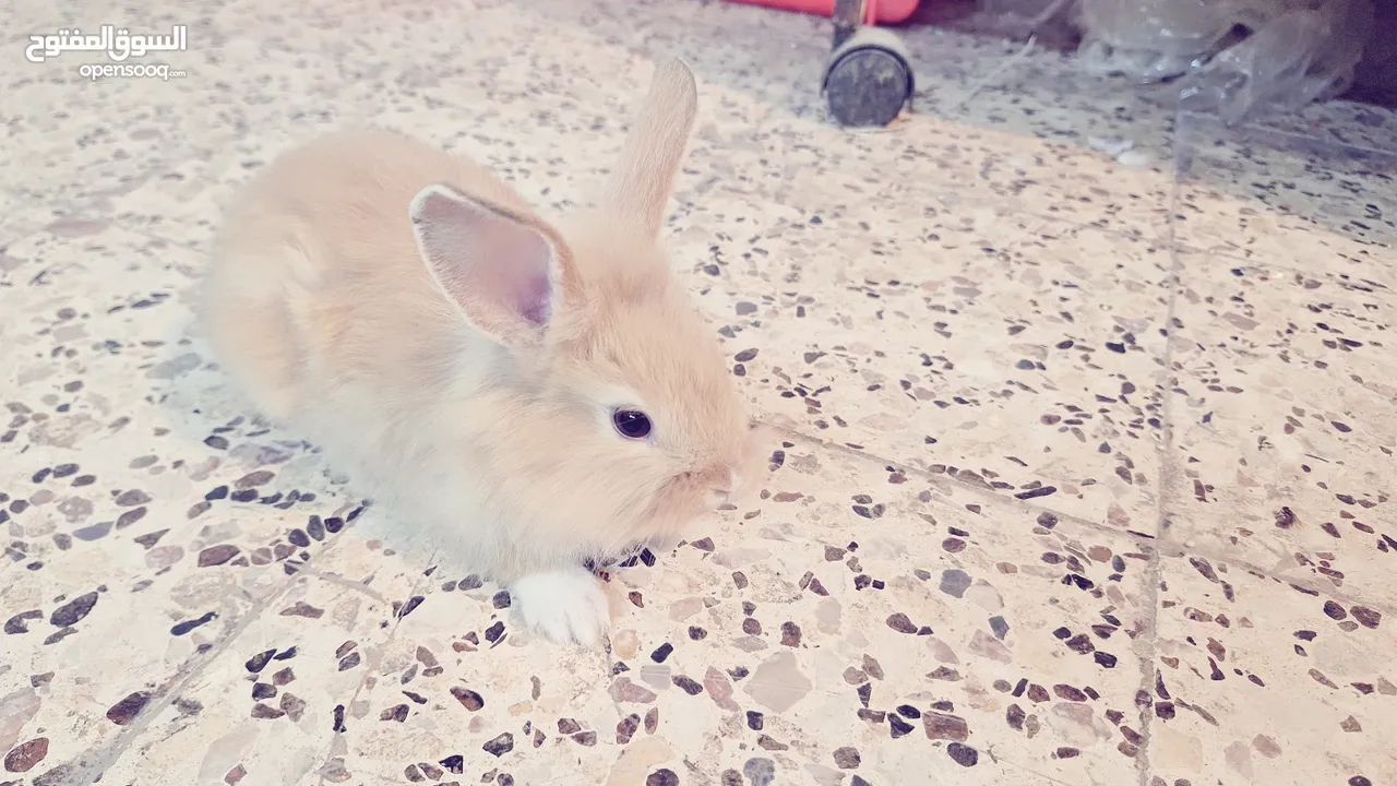 RABBIT FOR SALE