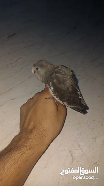 اليف ويسمع الكلام الطير الكوكتيل يفضل شراءه انهو ممتع