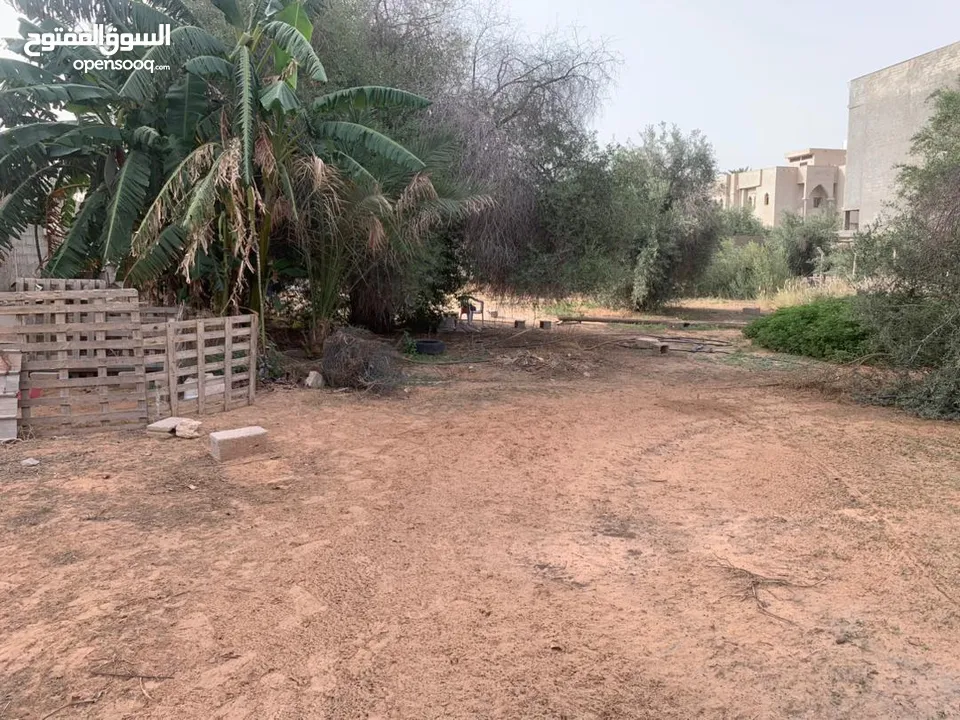 قطعة أرض 1000 متر بالقرب من جامعة ناصر