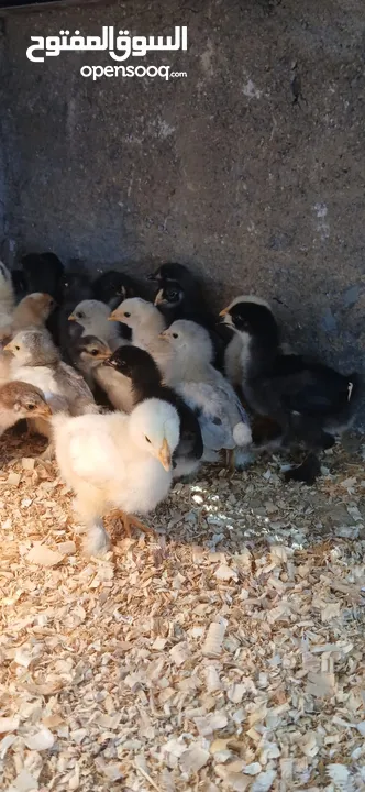 يووجد صيصان براهما بف جامبو  صيصان باكستاني من اهالي فخمات  صيصان حبش