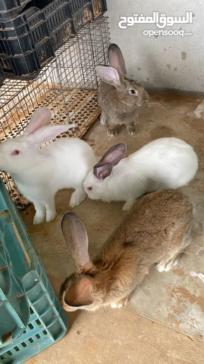 مجموعه ارنب للبيع