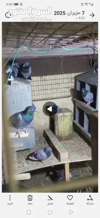 حمام بلدي للبيع