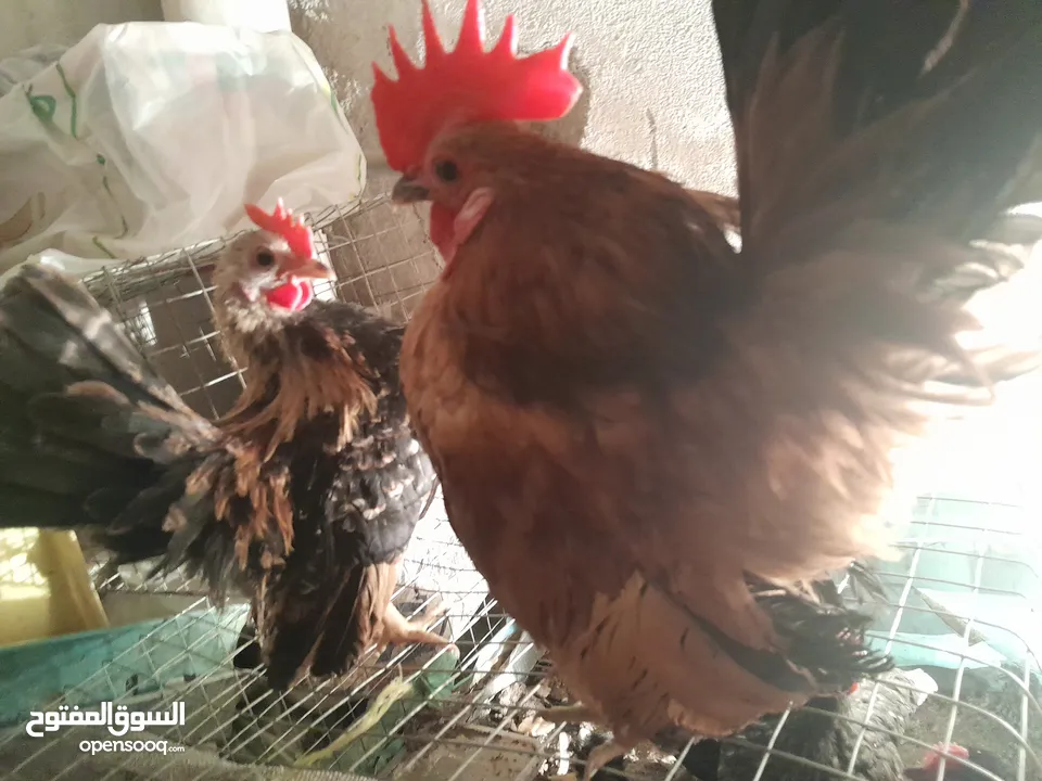 دجاج سيراما قزم اليف جدا