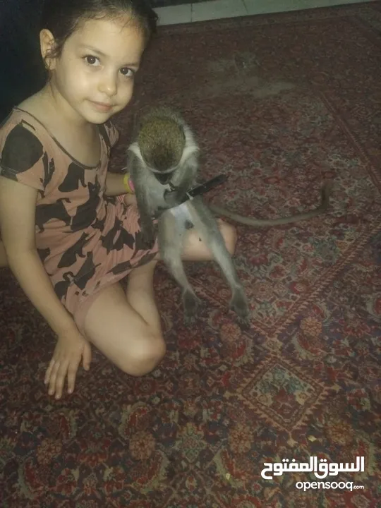 نسناس هادي للبيع
