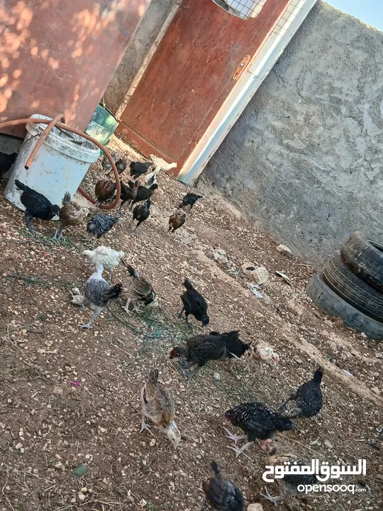 فرخات دجاج بلدي وفيومي صحه ونظافه ولله الحمد مطعمات عمر شهر ونص لشهرين