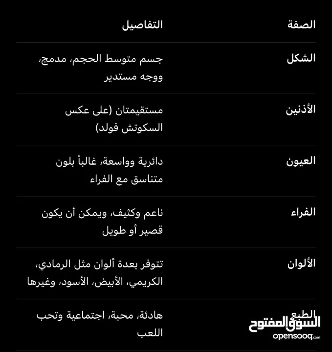 قطه سكوتش فولت للبيع بسعر مغري  قابل للتفاوض