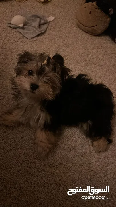 كلب yorkie puppy عمر ثلاث شهور