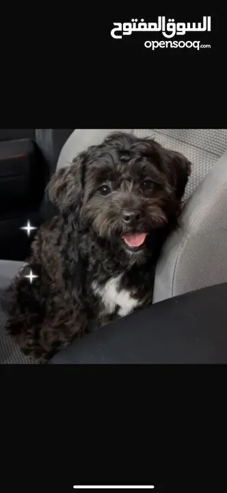 Maltipoo black