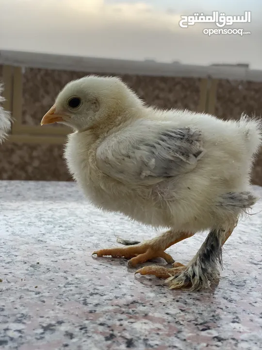 صيصان براهمي لبيع