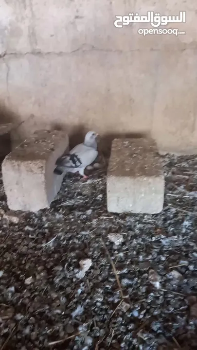 جواز حمام شغاله  للبيع  الكوم  17 حبه سعر الحبه دينارين من الاخر