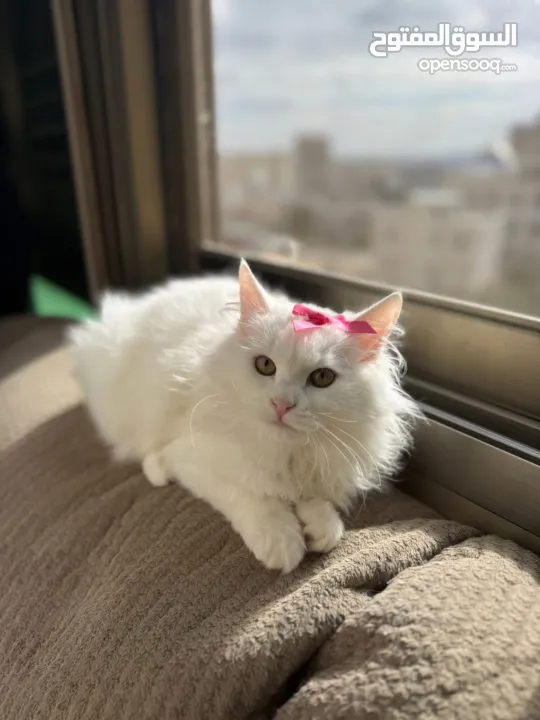 قطة شيرازي بيضاء ~ للبيع بسعر رمزي ^