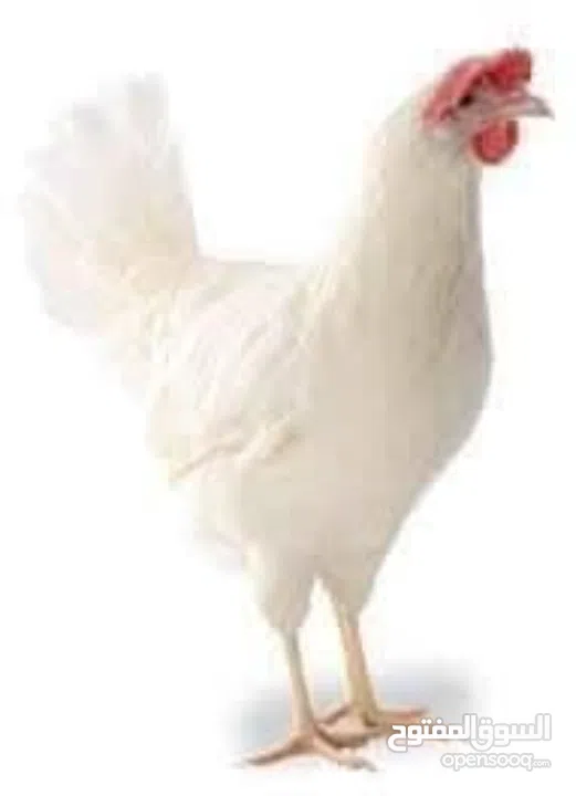 جاج بياض مزارع فتح جديد