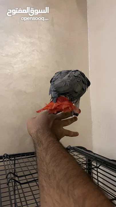 كاسكو مزرعة للبيع حبة بالصلاة علنبي