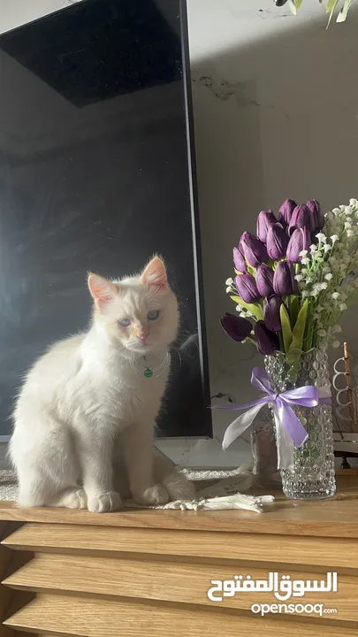 قط همالايا اورانج عمر 6 شهور