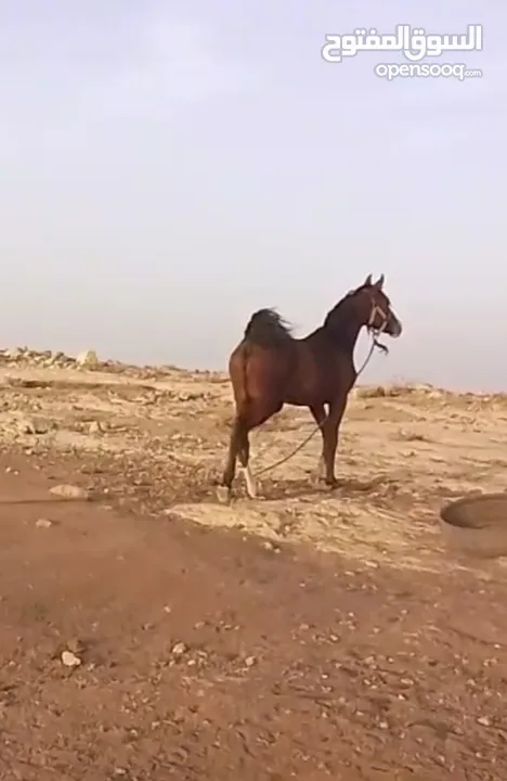 مهرة عربيه غير مسجلة