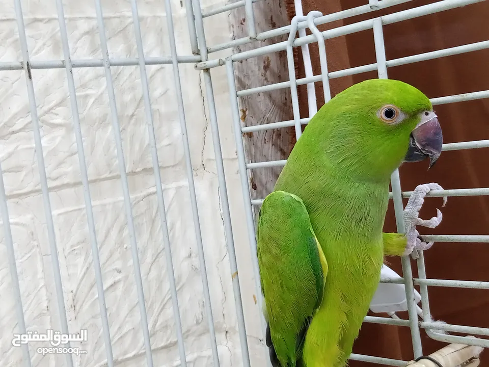 ببغاء دره هندي