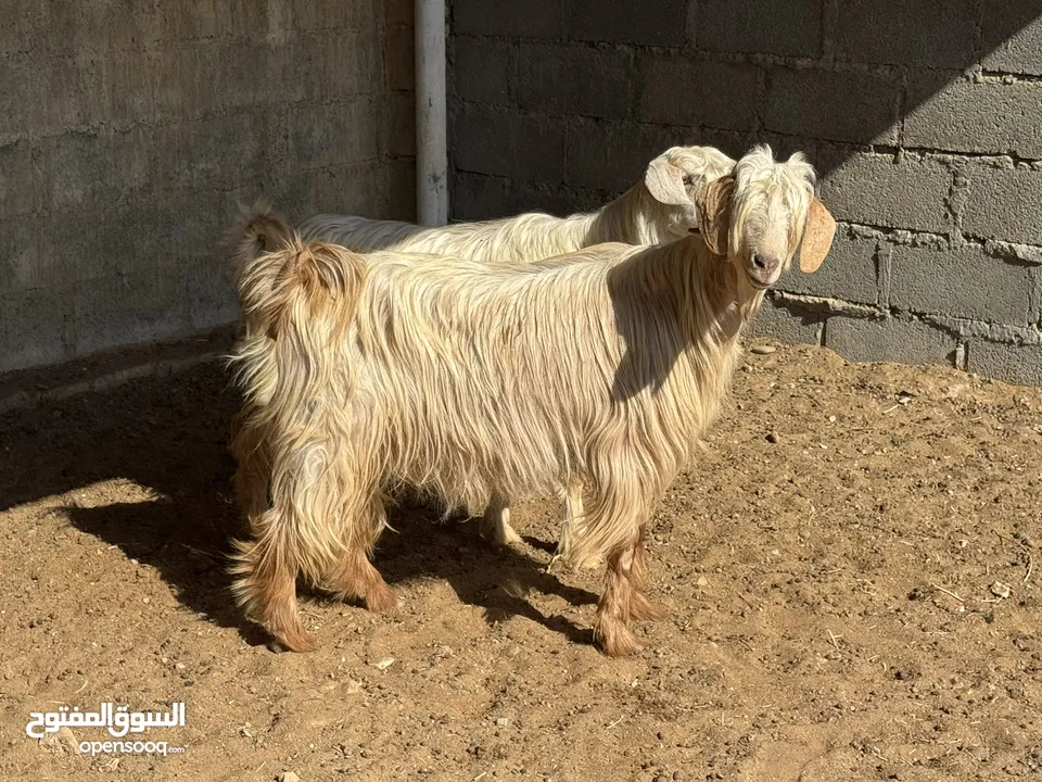 شاتين من حلال الجواميد ماشاءالله