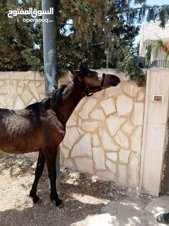 مهره عربيه بدون ورق