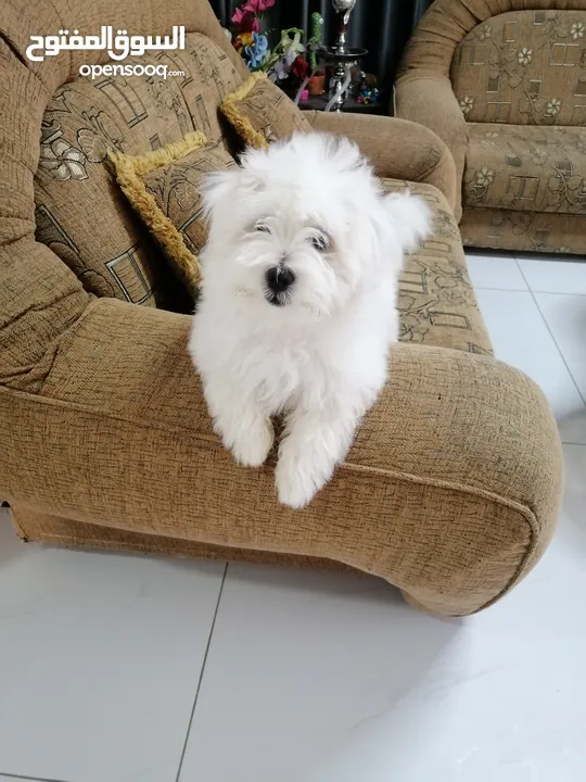 ذكر وانثى  فرنش تيرير عمر شهرين الأنثى والذكر سنتين puppy 2-months - French Terrier female & boy