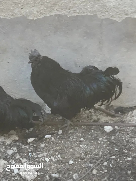 ديوك لمبرجيني و صيصان صحة و نظافة  بلدي للبيع