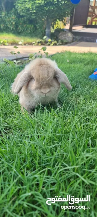 Holland Lope Rabbit - Male - Pure breed  18 months